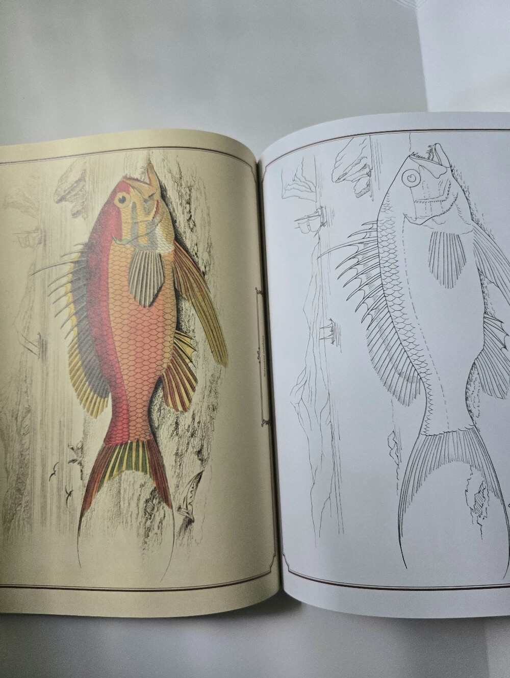 The Beautiful Nature Adult Vintage Coloring Book - Picture 11 of 15